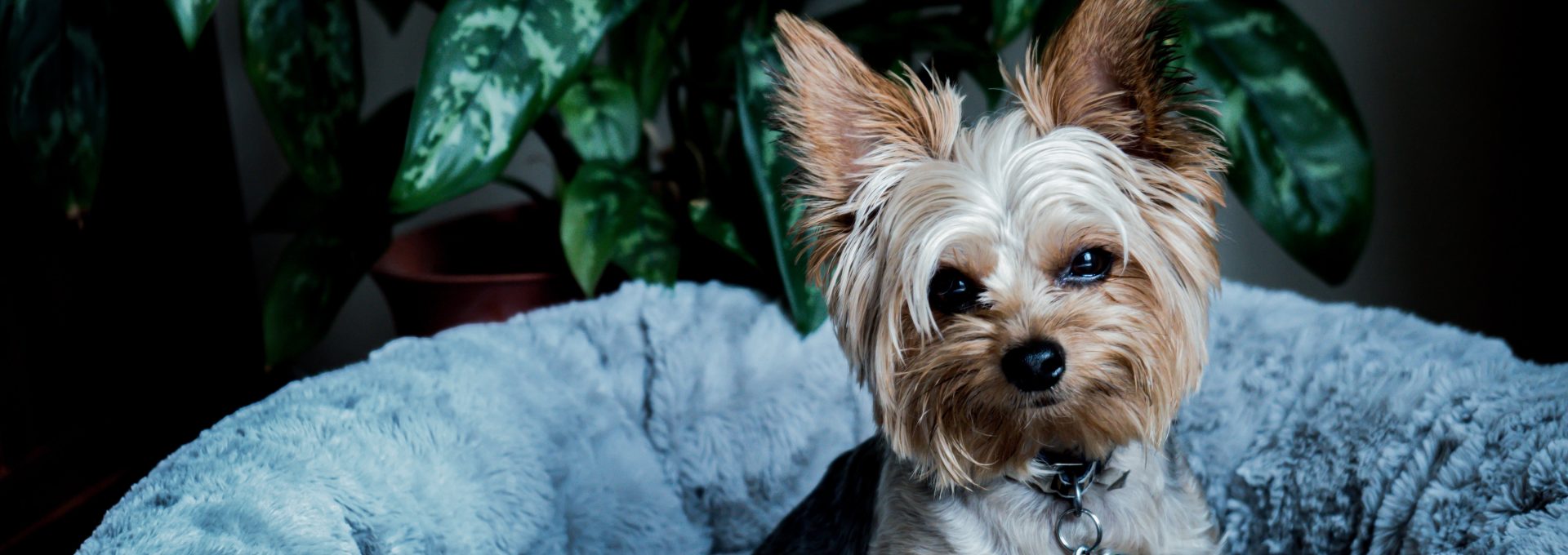 brown and black yorkshire terrier puppy on white textile