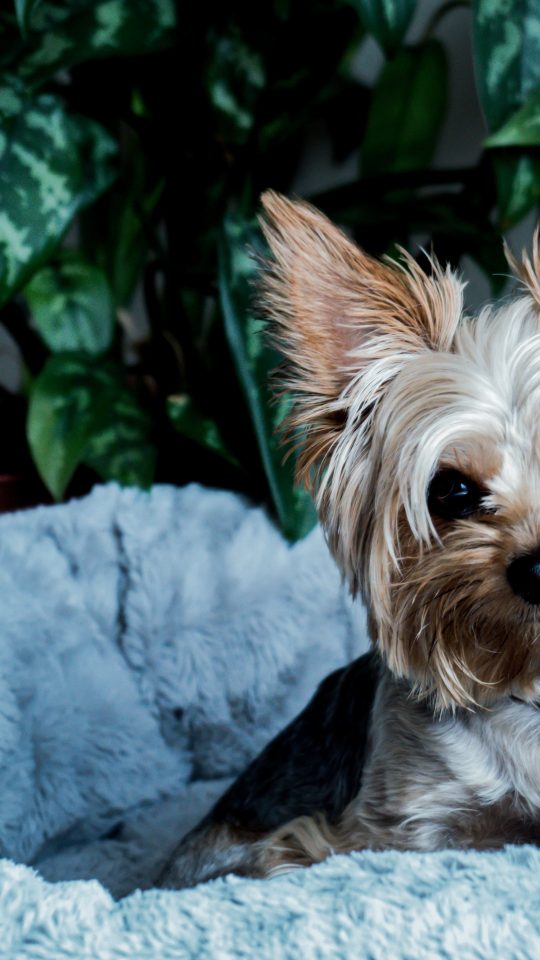 brown and black yorkshire terrier puppy on white textile